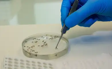 mosquitos_com_wolbachia3 Sobe para 197 número de mortes por dengue no Vale após Jacareí confirmar mais seis óbitos