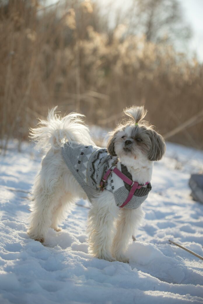 Queda da temperatura pode afetar os pets; confira dicas Queda da temperatura pode afetar os pets; confira dicas