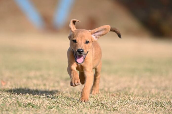 160524_Cachorro Mascote DPBEA_foto Rogério Capela (64)_0 Crédito: Rogério Capela