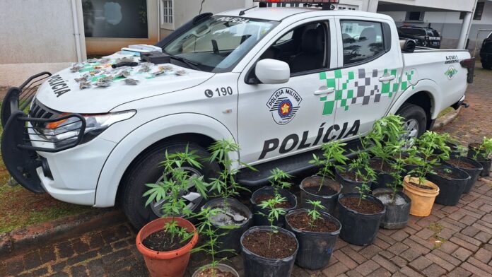 21 pés de maconha santo antônio do pinhal 21 pés de maconha santo antônio do pinhal