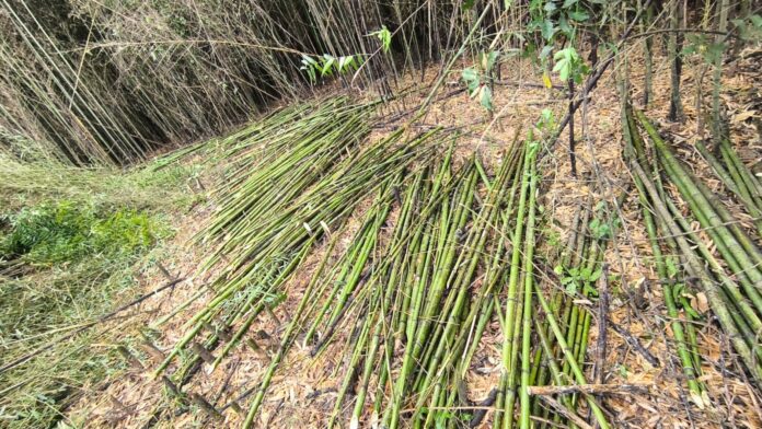 A ação ocorreu na área de reserva legal de uma fazenda no bairro Pinheirinho, em Limeira.