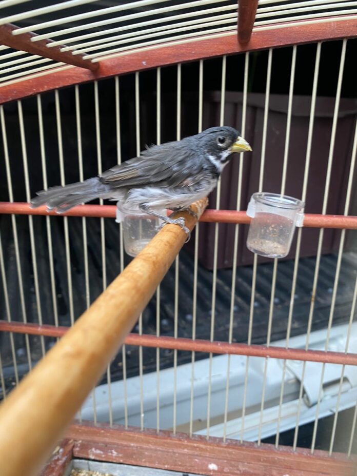 Homem é multado em R$ 41 mil por manter aves em cativeiro e fabricar partes de balão