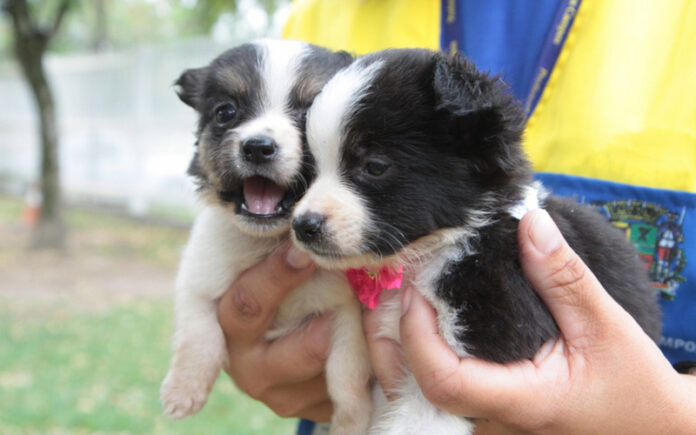 adoção de cães e gatos em sjc castração de cães em sjc