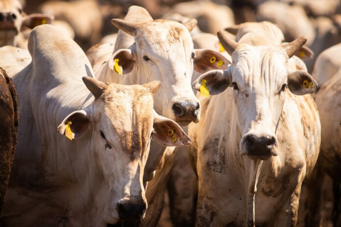 Prefeitura de Pinda desmente caso da doença da Prefeitura de Pinda desmente caso da doença da