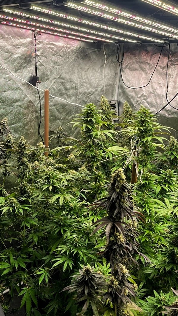 sementes de maconha na internet sjc sementes de maconha na internet sjc