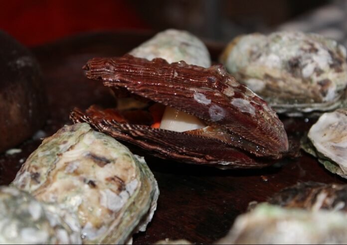 SAA-molusco-bivalve (1) Governo de SP libera consumo de moluscos de Ilhabela e São Sebastião