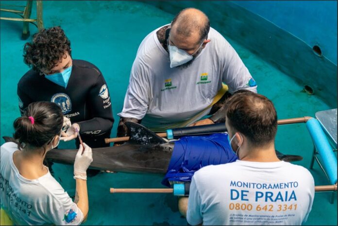 WhatsApp Image 2024-08-05 at 10.56.05 Golfinho morre após uma semana do resgate no Litoral Norte