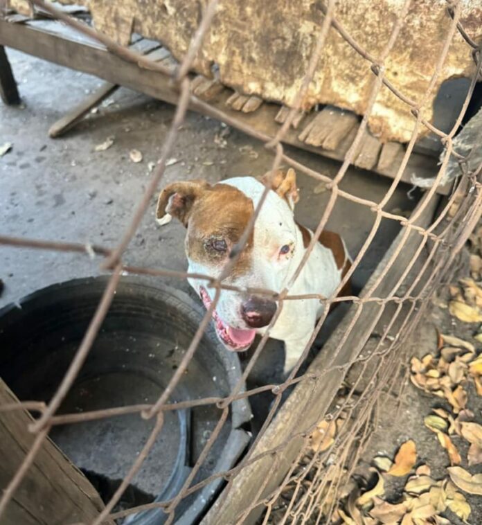 Não foi a primeira vez! Polícia civil prende homem por maus tratos a seis cachorros Não foi a primeira vez! Polícia civil prende homem por maus tratos a seis cachorros