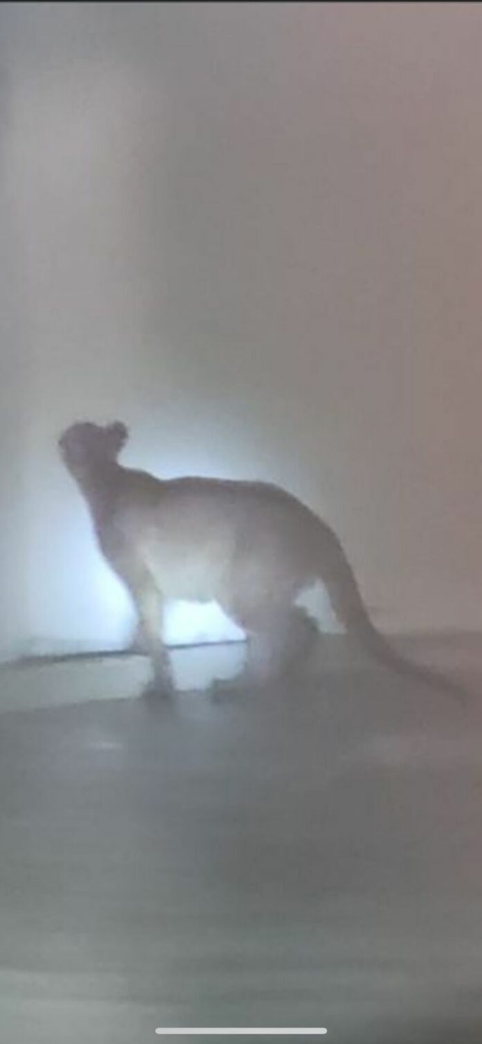 Fato inusitado aconteceu em um condomínio no bairro Cascata