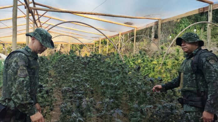 Polícia encontra estufa com mais de 28 mil pés de maconha em Jacareí Polícia encontra estufa com mais de 28 mil pés de maconha em Jacareí