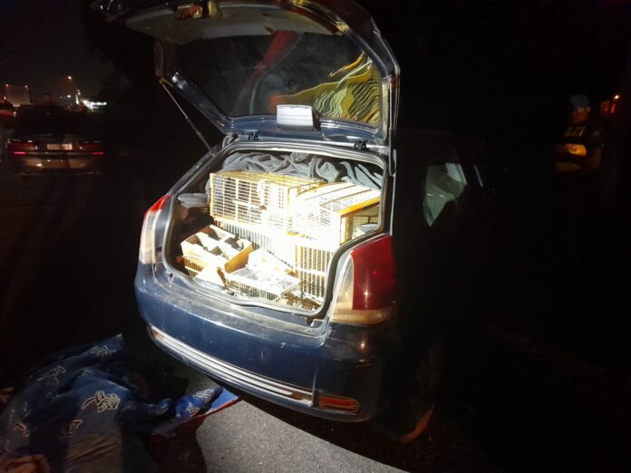 No porta-malas, debaixo de diversas peças de roupa, foram encontradas várias gaiolas contendo cerca de 30 pássaros de diferentes espécies.