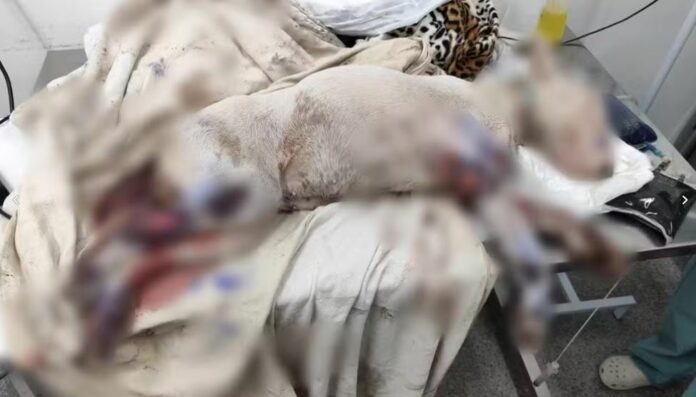 Foto: Polícia Militar Ambiental/Divulgação