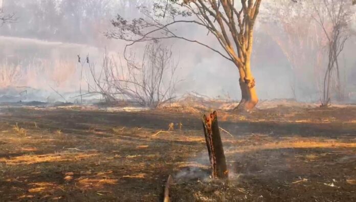 WhatsApp Image 2024-09-02 at 16.35.30 Vale do Paraíba tem mais queimadas em 2024 do que nos últimos dois anos