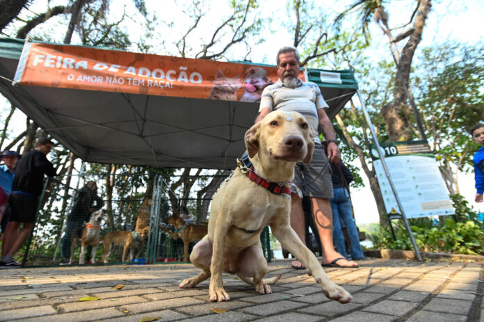 Número de adoções de animais em Campinas triplica