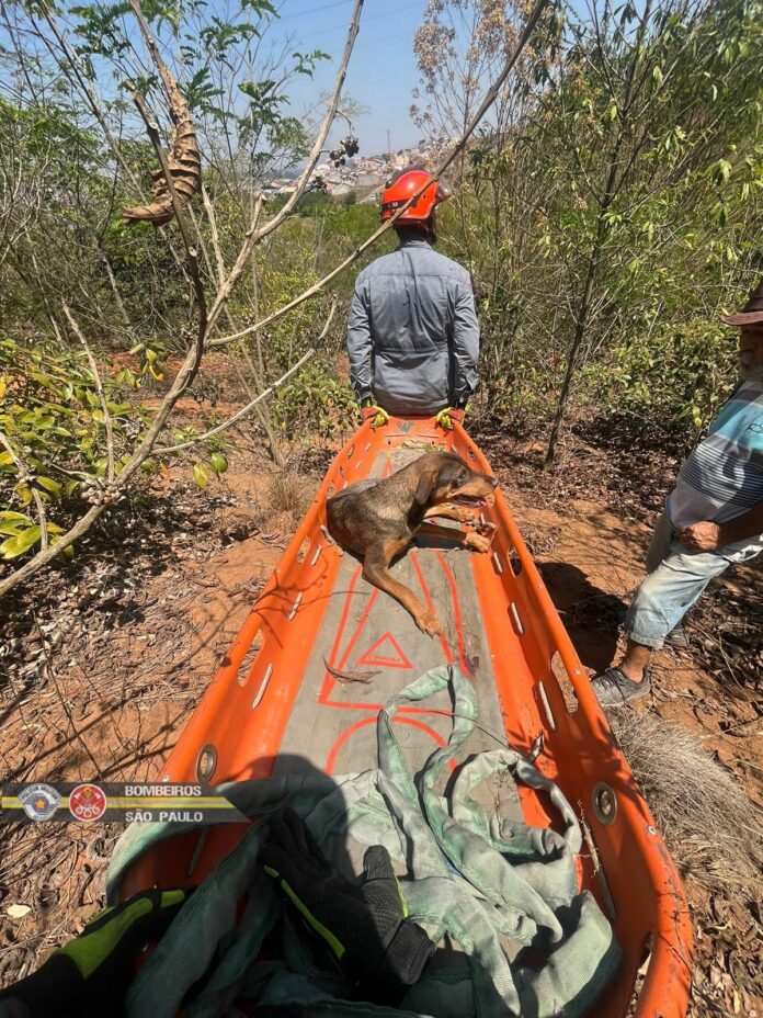 Cachorrinha é resgatada após cair de ribanceira em São José Cachorrinha é resgatada após cair de ribanceira em São José