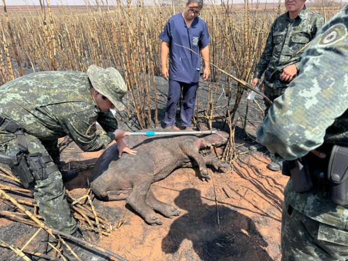 O animal foi identificado por uma funcionária da usina, que imediatamente entrou em contato com as autoridades competentes. A equipe da unidade de Castilho, ao chegar ao local, fornece que, devido ao tamanho da anta, seria necessário o uso de uma pá-carregadeira para transportá-la com segurança.