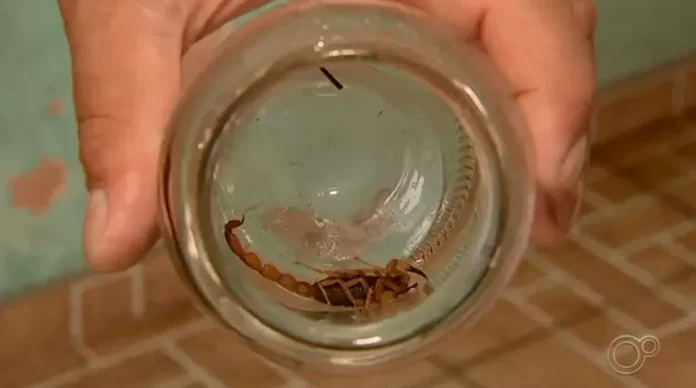 Foto: Reprodução/TV TEM