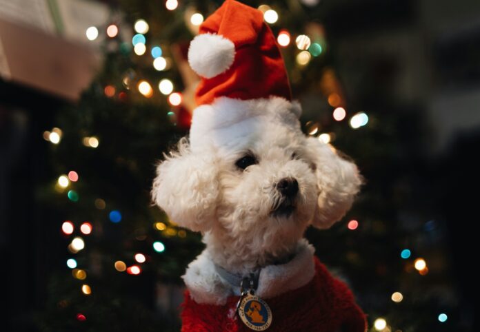 0fee6bdc-a227-4a52-a15d-8b20638a9250 Foto: Divulgação