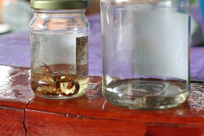 WhatsApp Image 2024-11-12 at 09.03.07 Criança de cinco anos e avó são picadas por escorpião em supermercado