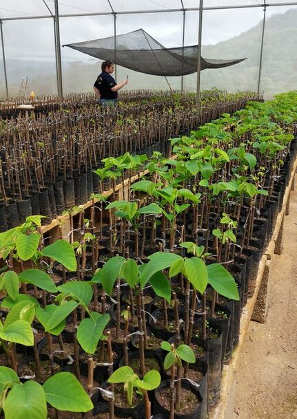 Ação do Governo Federal apreende árvores frutíferas e sucos sem inscrição federal em Pindamonhangaba