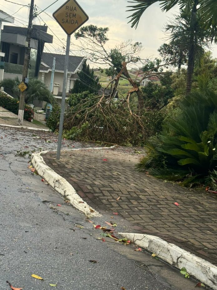 Tempestade provoca queda de árvores em São José dos Campos