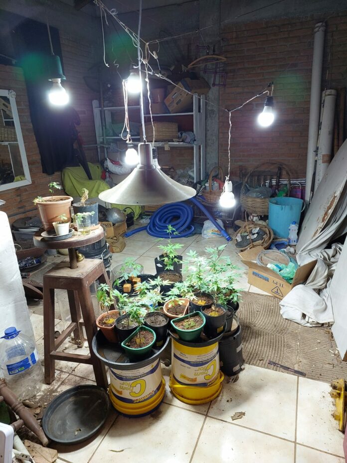 Polícia apreende 52 pés de maconha na região Polícia apreende 52 pés de maconha na região