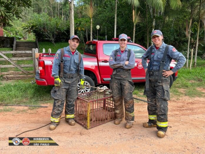 Bombeiros capturam jacaré em Monteiro Lobato