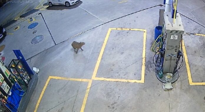 VÍDEO: Capivara é flagrada em posto de combustível da zona oeste de São José VÍDEO: Capivara é flagrada em posto de combustível da zona oeste de São José