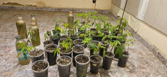 Operação da Polícia Civil apreende cerca de 310 pés de maconha em Pinda, Guará e Guararema Operação da Polícia Civil apreende cerca de 310 pés de maconha em Pinda, Guará e Guararema