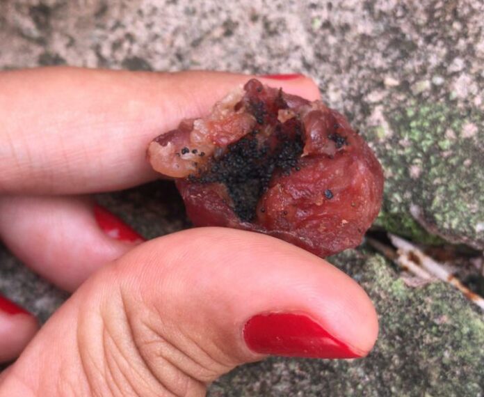 Crianças são internadas após pais encontrarem linguiça com chumbinho no quintal de casa
