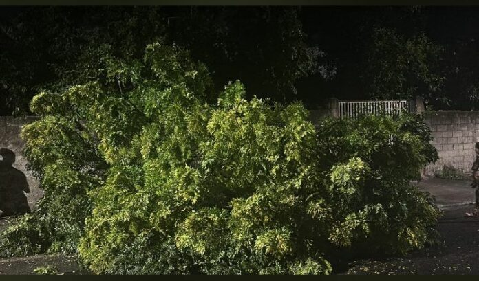 Chuva derruba 13 árvores e interdita casa em Jacareí