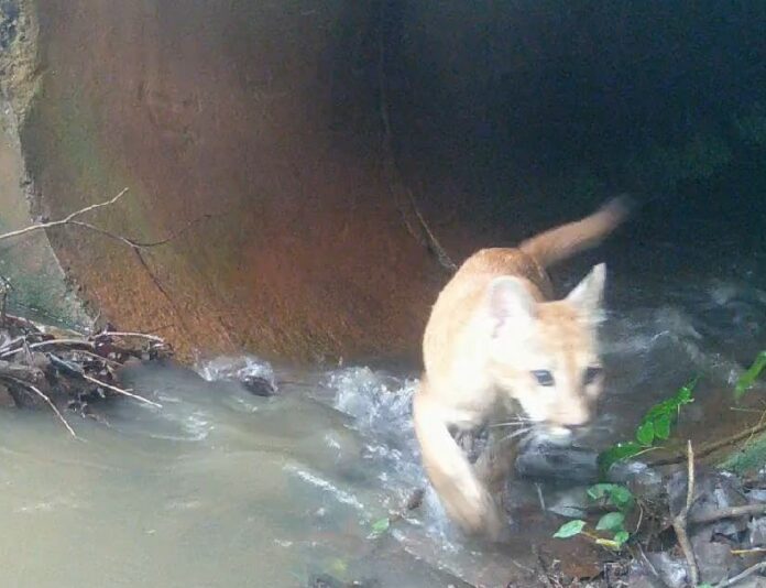 Captura de tela 2025-02-17 164332