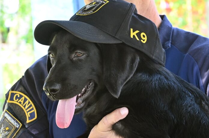 Canil da GM recebe novo integrante; ajude a escolher o nome Canil da GM recebe novo integrante; ajude a escolher o nome