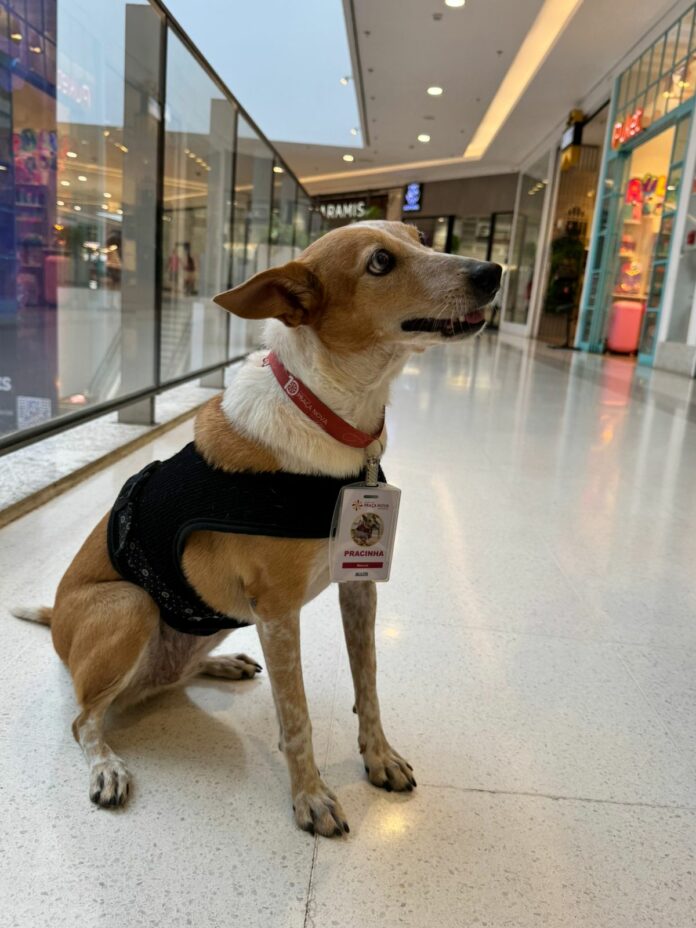 Foto: Divulgação | Shopping Praça Nova