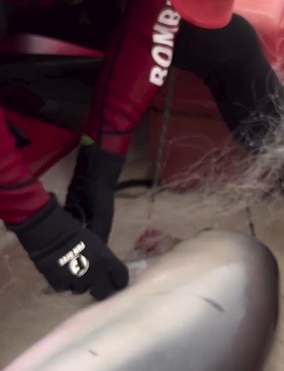 VÍDEO: Bombeiros resgatam filhote de boto preso em rede de pesca, em Ubatuba