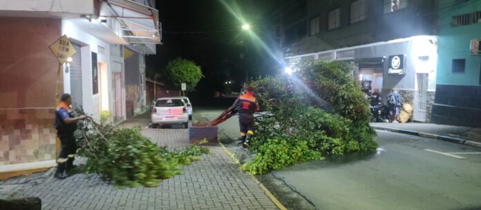 Com maior acumulado de chuva do estado, Aparecida registra quedas de árvores e alagamentos