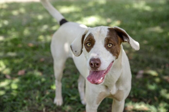 carnavaldospets_-_foto_fernando_gonzaga_1