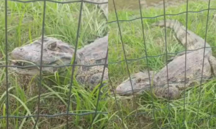 Cópia de Design sem nome (3)