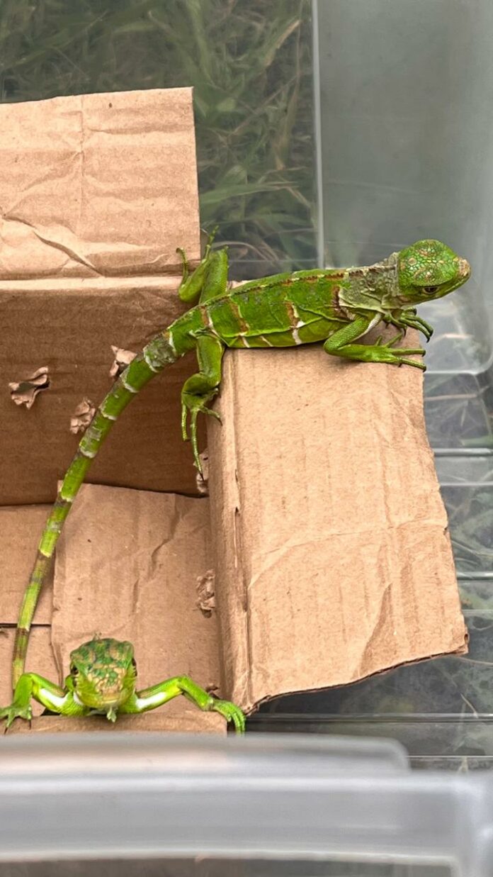 Homem é autuado após ser flagrado com iguanas na Dutra em Jacareí Homem é autuado após ser flagrado com iguanas na Dutra em Jacareí