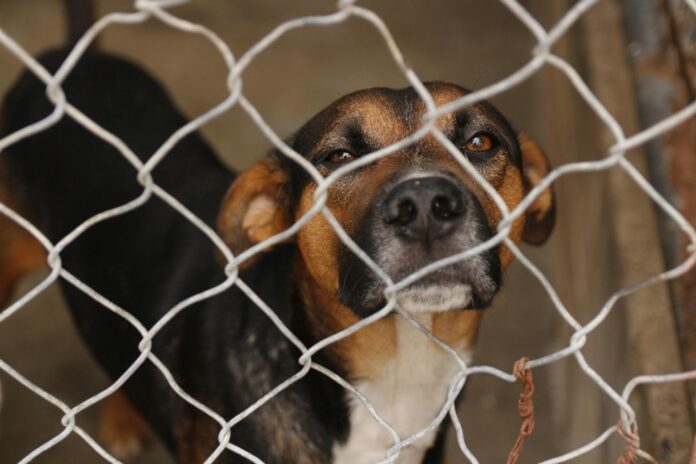 adoção de cachorros e gatos adoção de cachorros e gatos