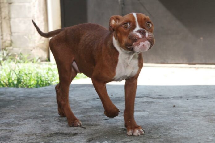 marcelo_martins_3677_0