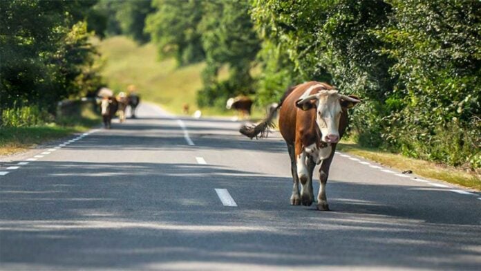Foto: Divulgação | Prefeitura de Araçatuba