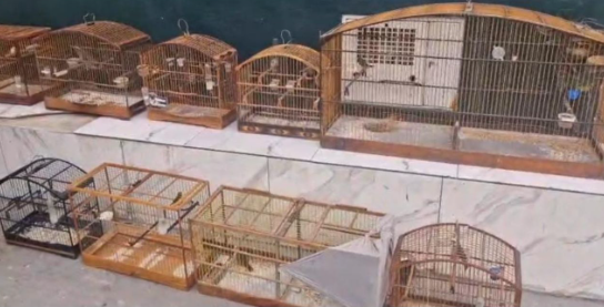 apreensão aves apreensão aves