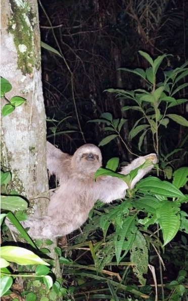 BICHO PREGUIÇA BICHO PREGUIÇA