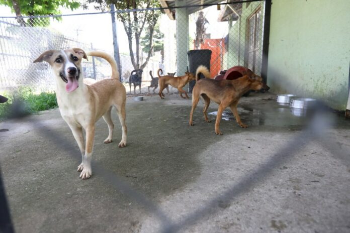 Feira de adoção de pets acontece em São José neste sábado (26) Feira de adoção de pets acontece em São José neste sábado (26)