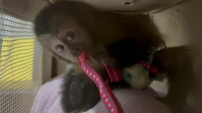 PRF prende dupla com macaco no porta-malas de carro em Jacareí PRF prende dupla com macaco no porta-malas de carro em Jacareí