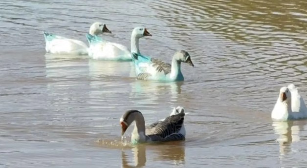 Captura de tela 2025-05-21 160127