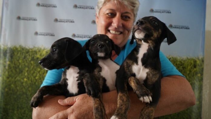 ccz-de-aracatuba-incentiva-adocao-consciente-e-responsavel-de-caes-e-gatos Prefeitura de Araçatuba