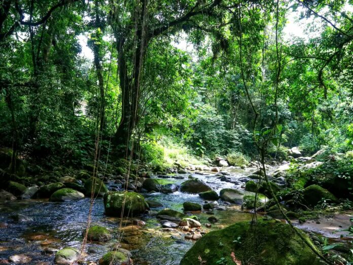 Desmatamento na Mata Atlântica tem pequena redução, mas ameaça persiste