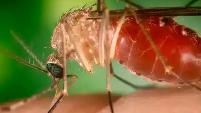 Ubatuba registra primeiro caso de febre Oropouche Ubatuba registra primeiro caso de febre Oropouche